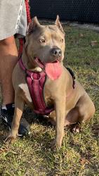 Lost Female Dog last seen Broken arrow 81 st , Broken Arrow, OK 74014