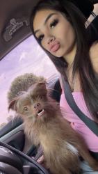 Lost Male Dog last seen 14st lola, Lubbock, TX 79416