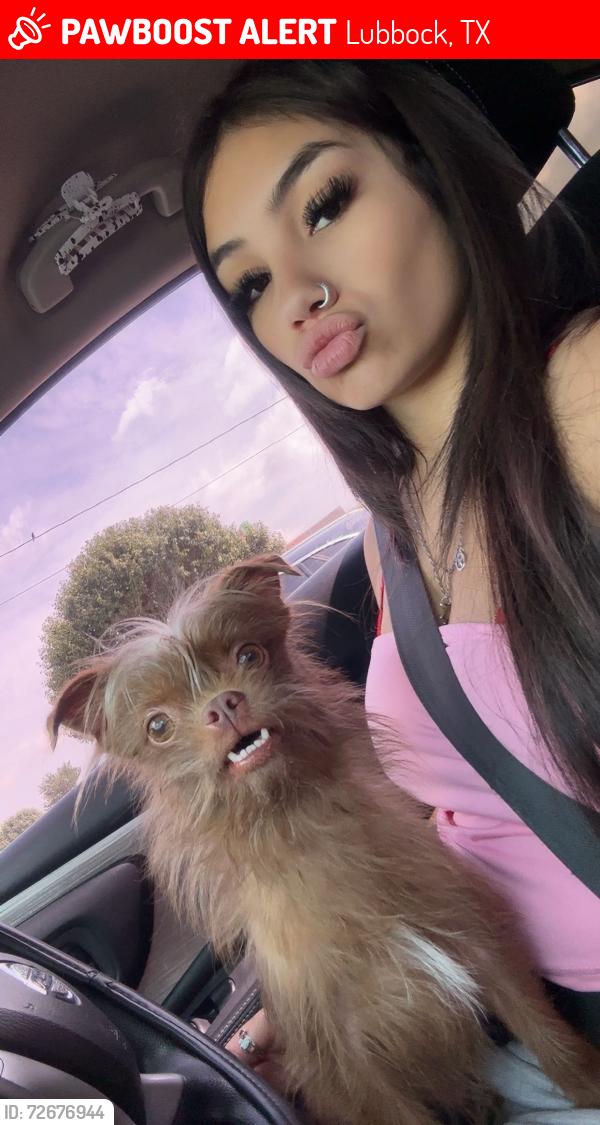Lost Male Dog last seen 14st lola, Lubbock, TX 79416