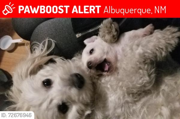 Lost Female Dog last seen Tennessee and copper , Albuquerque, NM 87108