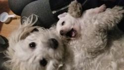 Lost Female Dog last seen Tennessee and copper , Albuquerque, NM 87108