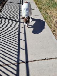 Found/Stray Female Dog last seen 46th Ave and Quitman St, Denver, CO 80212