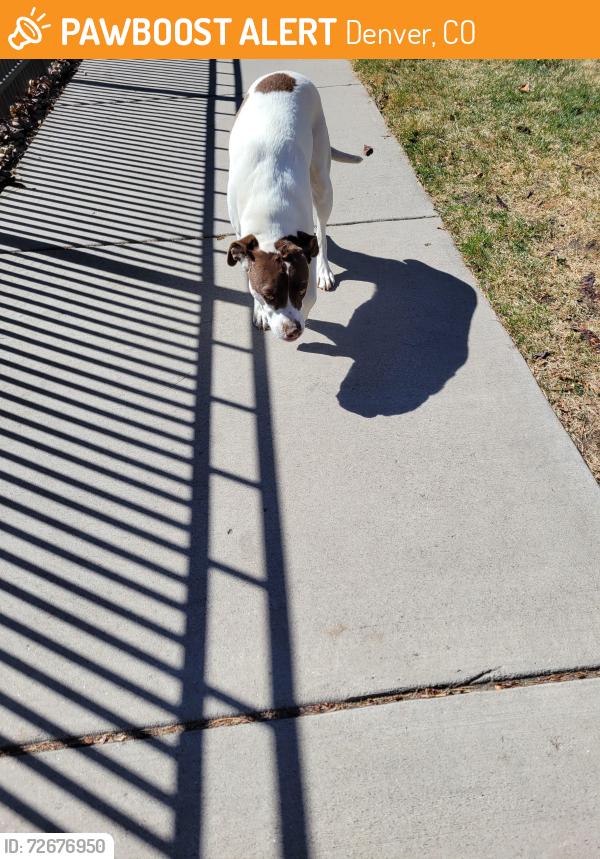 Found/Stray Female Dog last seen 46th Ave and Quitman St, Denver, CO 80212