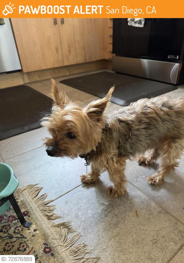 Found/Stray Male Dog last seen Potomac St and Rachel Ave, San Diego, CA 92139
