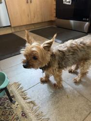 Found/Stray Male Dog last seen Potomac St and Rachel Ave, San Diego, CA 92139