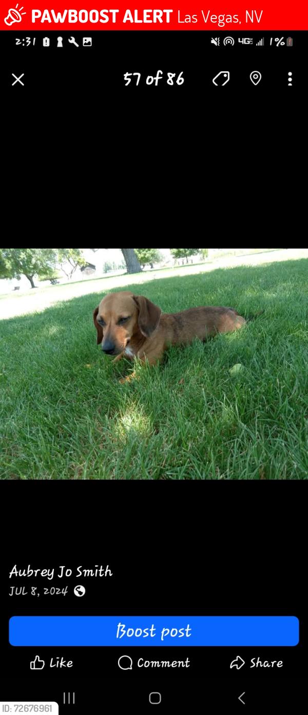 Lost Male Dog last seen Sunset? , Las Vegas, NV 89177