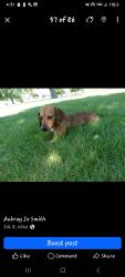 Lost Male Dog last seen Sunset? , Las Vegas, NV 89177