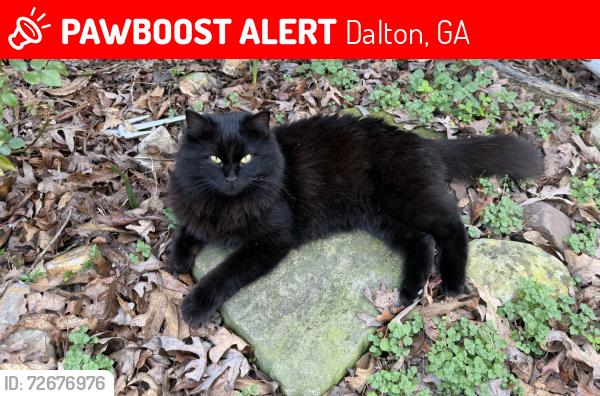Lost Female Cat last seen Green springs rd in dawnville, Dalton, GA 30721