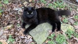 Lost Female Cat last seen Green springs rd in dawnville, Dalton, GA 30721