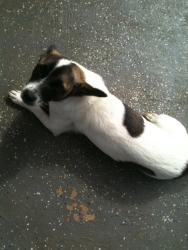 Lost Female Dog last seen Haaula cemetery off Hauula hmstd Rd, Hauula, HI 96762