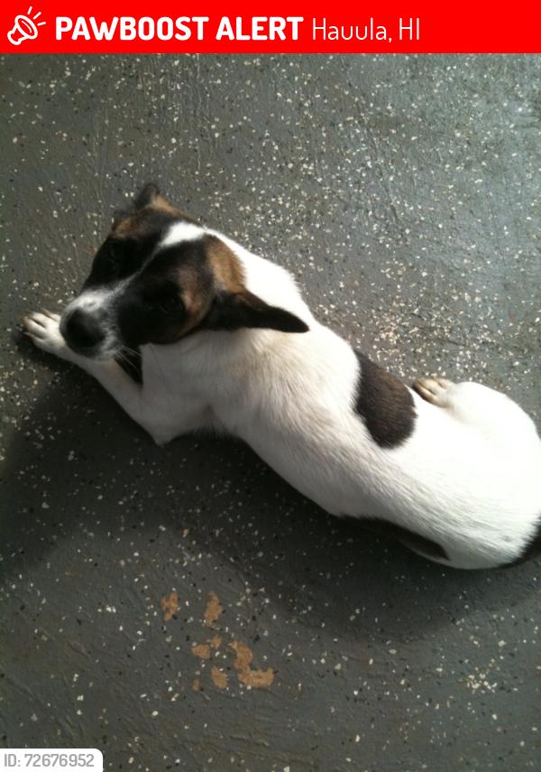 Lost Female Dog last seen Haaula cemetery off Hauula hmstd Rd, Hauula, HI 96762