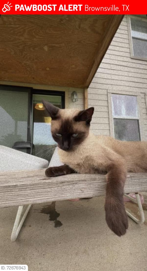Lost Female Cat last seen Duck Pond & Obsidian Dr, Brownsville, TX 78526