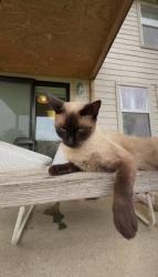 Lost Female Cat last seen Duck Pond & Obsidian Dr, Brownsville, TX 78526