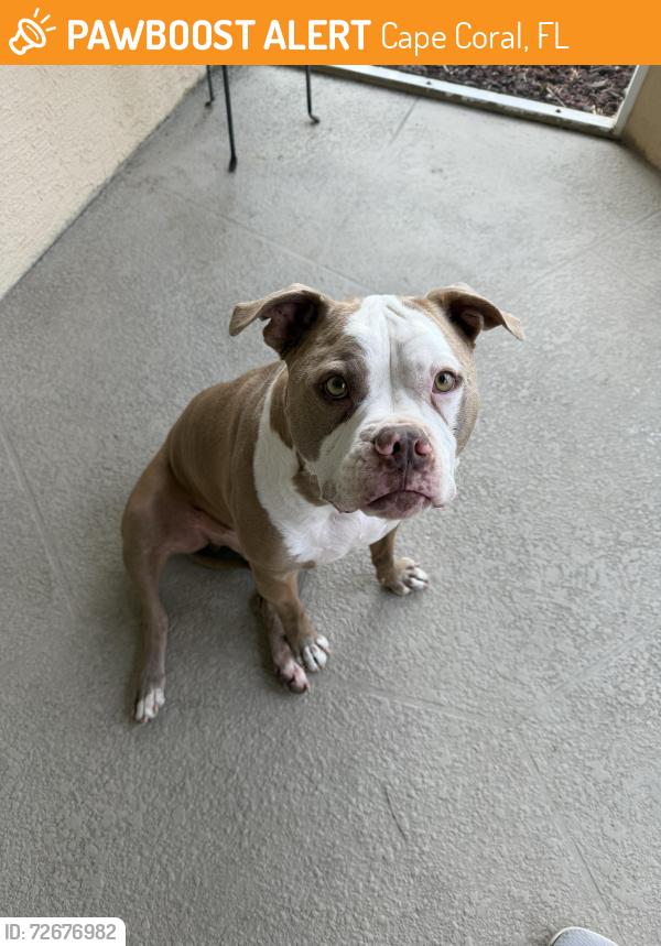 Found/Stray Male Dog last seen Pelican Elementary School , Cape Coral, FL 33914