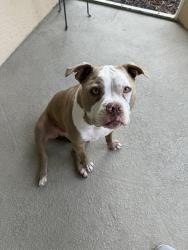 Found/Stray Male Dog last seen Pelican Elementary School , Cape Coral, FL 33914