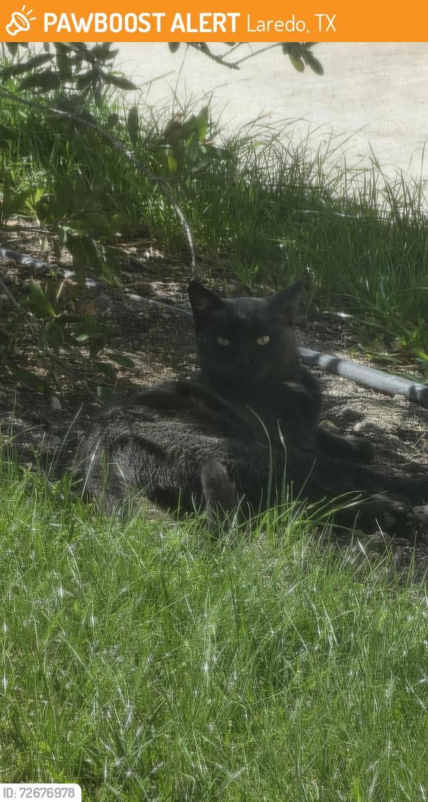 Found/Stray Male Cat last seen On Ocaso Dr, Laredo, TX 78045