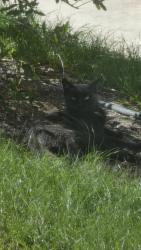Found/Stray Male Cat last seen On Ocaso Dr, Laredo, TX 78045
