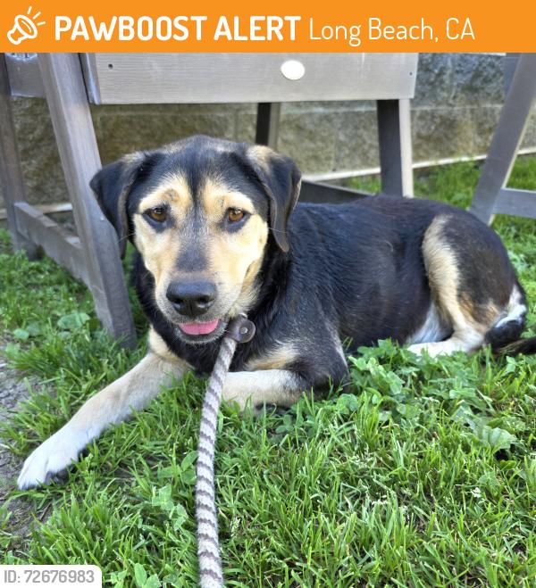 Found/Stray Female Dog last seen Near Butler Ave, Long Beach, CA 90805, Long Beach, CA 90805