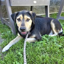 Found/Stray Female Dog last seen Near Butler Ave, Long Beach, CA 90805, Long Beach, CA 90805