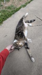 Found/Stray Male Cat last seen Maple and Lark lane , Wichita, KS 67209