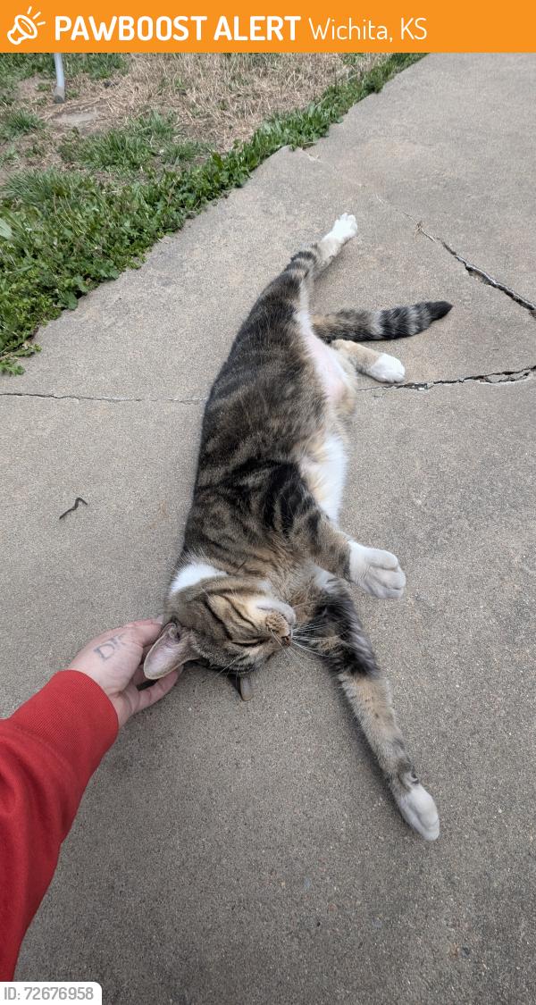 Found/Stray Male Cat last seen Maple and Lark lane , Wichita, KS 67209