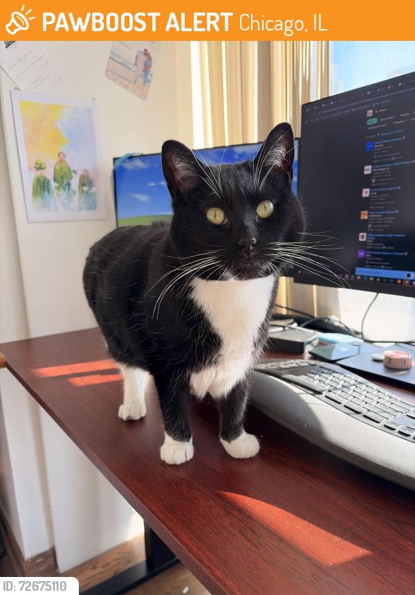 Found/Stray Female Cat last seen leavitt & cullerton, Chicago, IL 60608