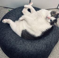 Lost Female Cat last seen Alston Chase community off Greenbrier, Simpsonville, SC 29680