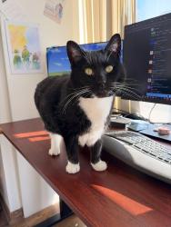 Found/Stray Female Cat last seen leavitt & cullerton, Chicago, IL 60608