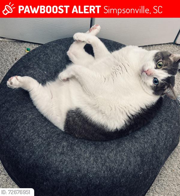 Lost Female Cat last seen Alston Chase community off Greenbrier, Simpsonville, SC 29680