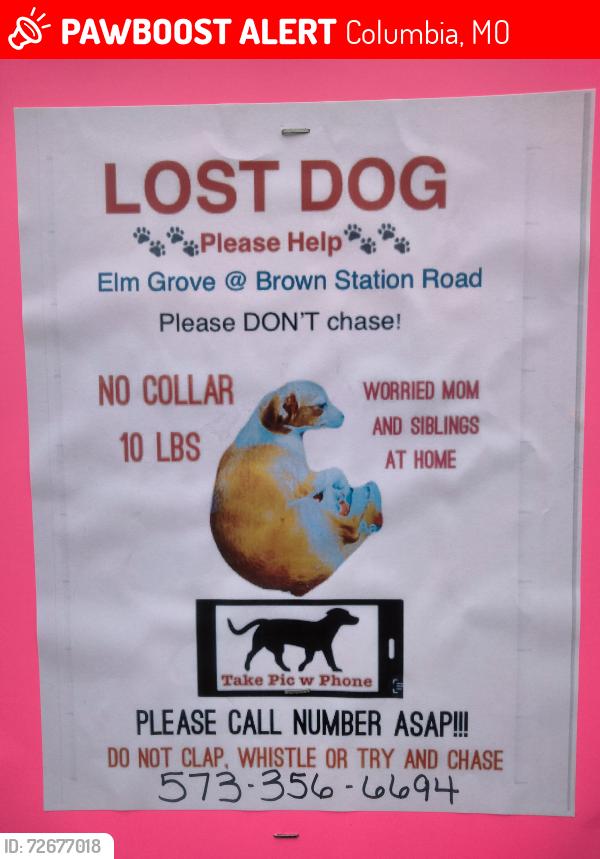 Lost Female Dog last seen Elm grove and brown station Columbia Missouri , Columbia, MO 65202
