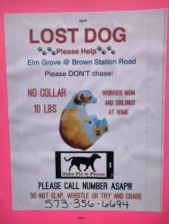 Lost Female Dog last seen Elm grove and brown station Columbia Missouri , Columbia, MO 65202