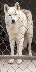 Lost Female Dog last seen Near Pedernales & Crowley Midland, TX 79707, Midland, TX 79707