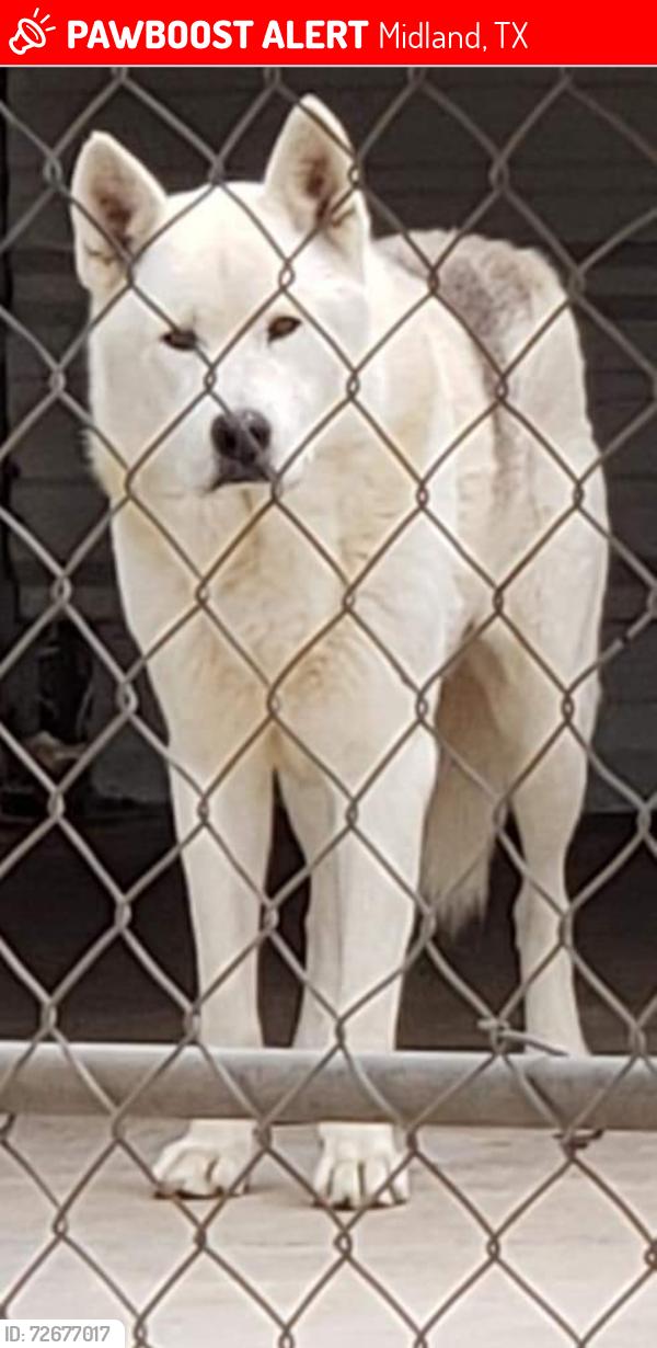 Lost Female Dog last seen Near Pedernales & Crowley Midland, TX 79707, Midland, TX 79707
