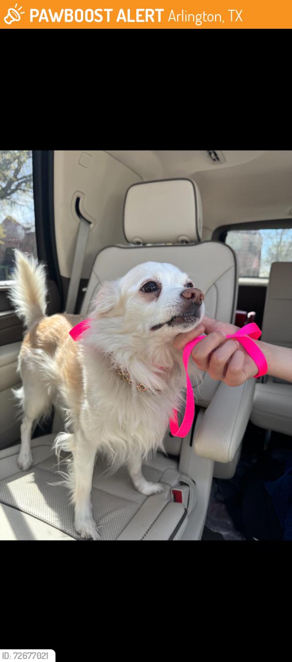 Found/Stray Female Dog last seen Perkins and Shorewood, Arlington, TX 76016