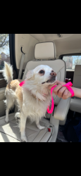 Found/Stray Female Dog last seen Perkins and Shorewood, Arlington, TX 76016