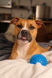 Lost Male Dog last seen Morriston Florida, Morriston, FL 32668