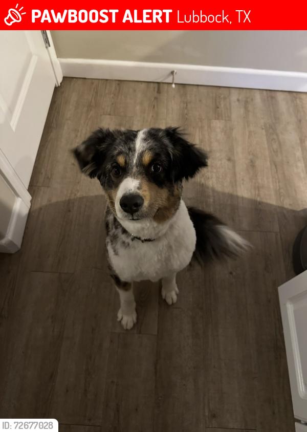 Lost Male Dog last seen 102nd and Frankford st , Lubbock, TX 79424