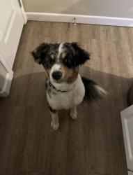 Lost Male Dog last seen 102nd and Frankford st , Lubbock, TX 79424