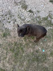 Found/Stray Male Dog last seen Near FM, Johnson County, TX 76009