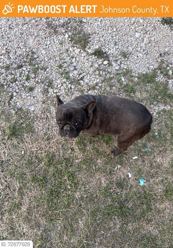 Found/Stray Male Dog last seen Near FM, Johnson County, TX 76009