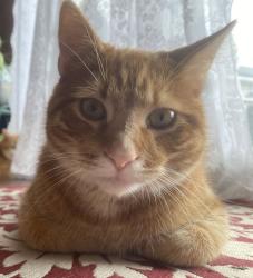 Lost Male Cat last seen Near daisy ct, long lake dr., New Brighton, MN 55112