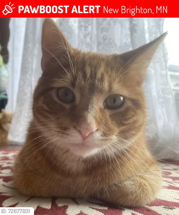 Lost Male Cat last seen Near daisy ct, long lake dr., New Brighton, MN 55112