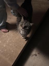 Found/Stray Unknown Cat last seen Eastman st , Decatur, AL 35601