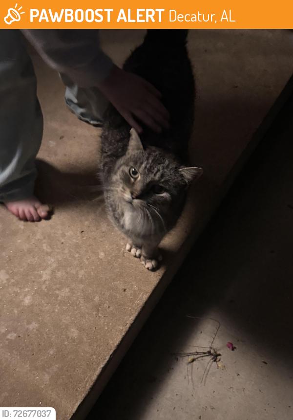 Found/Stray Unknown Cat last seen Eastman st , Decatur, AL 35601