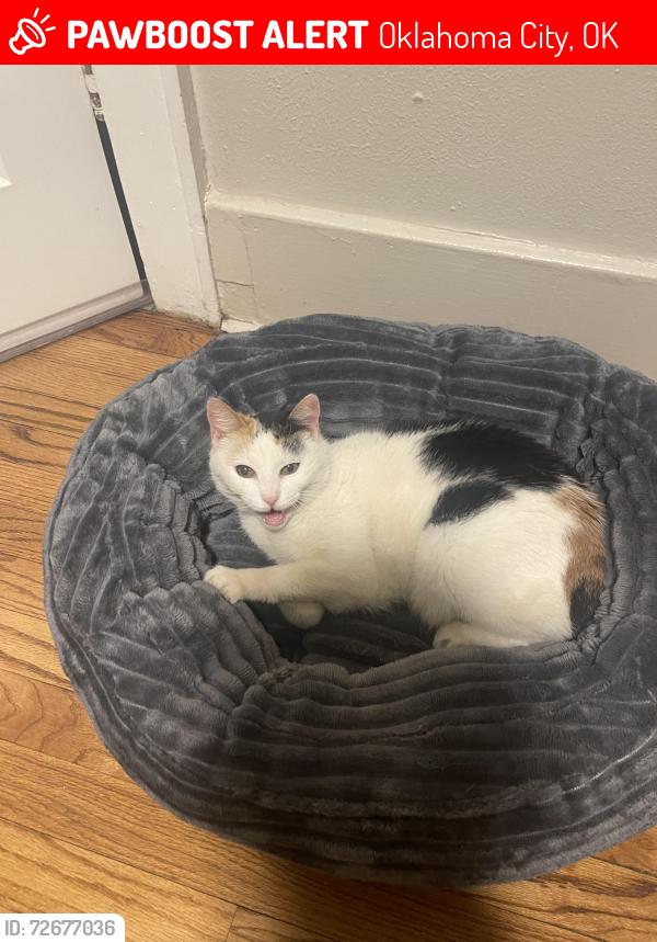 Lost Female Cat last seen shepard mall, Oklahoma City, OK 73107