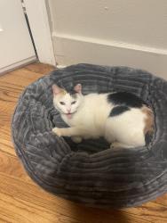 Lost Female Cat last seen shepard mall, Oklahoma City, OK 73107