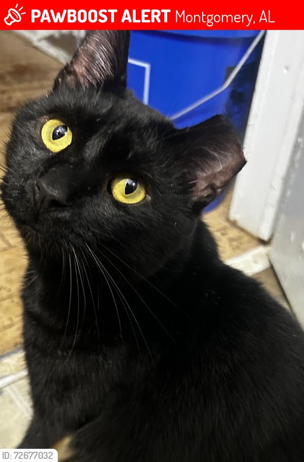 Lost Male Cat last seen Fairground road - Highland Gardens Elementary , Montgomery, AL 36107