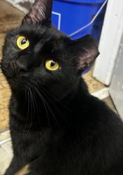 Lost Male Cat last seen Fairground road - Highland Gardens Elementary , Montgomery, AL 36107