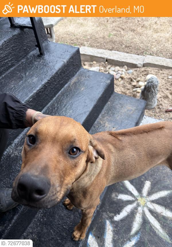 Found/Stray Male Dog last seen Lackland & Wallis, Overland, MO 63114
