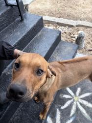 Found/Stray Male Dog last seen Lackland & Wallis, Overland, MO 63114